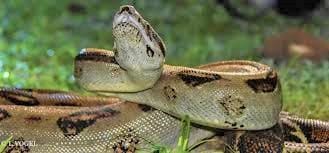 Tortues et serpents peuvent ils vivre ensemble ?