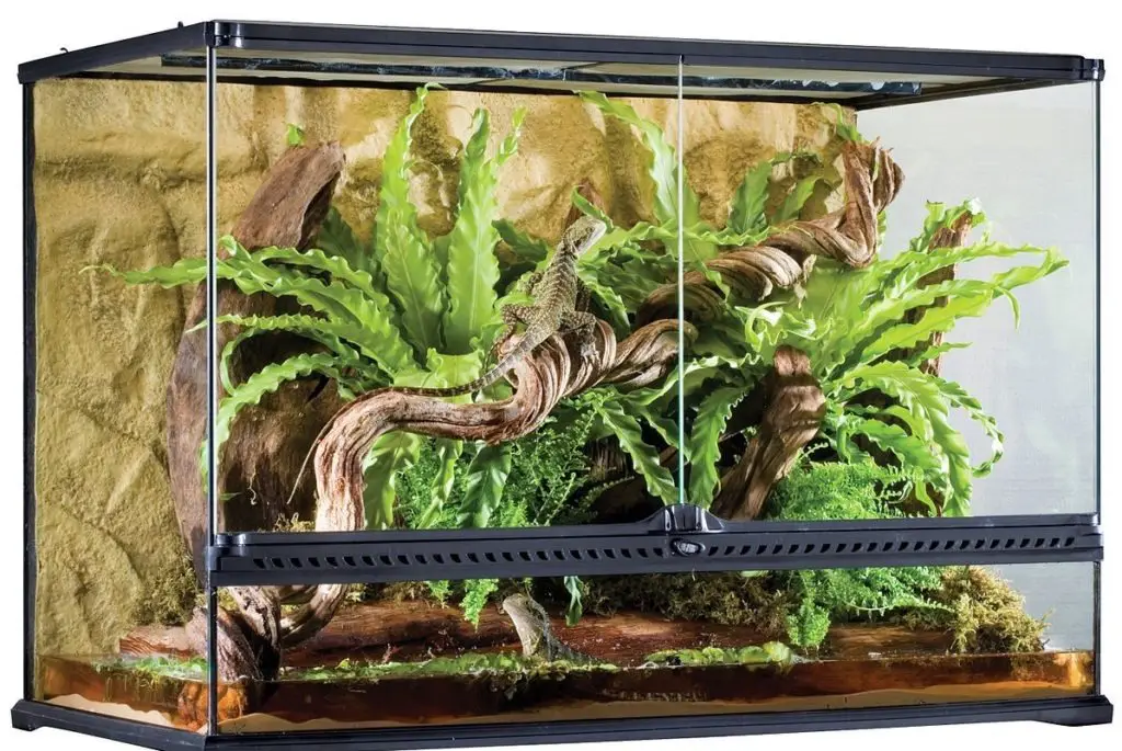 Comment fabriquer un Terrarium ? ( ce que vous devez savoir)
