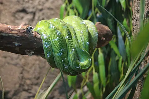 Comment fabriquer un Terrarium ? (pour des Serpents)