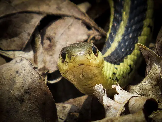 Comment fabriquer un Terrarium ? (pour des Serpents)