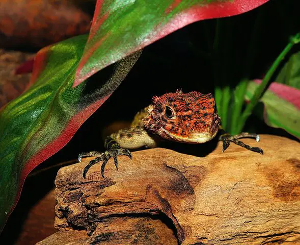 Comment fabriquer un Terrarium ? ( ce que vous devez savoir)