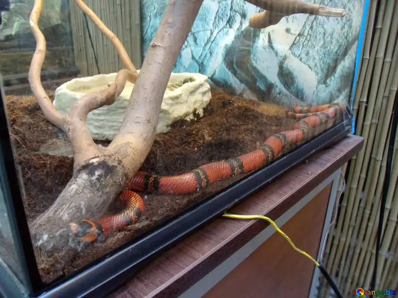 Comment fabriquer un Terrarium ? (pour des Serpents)