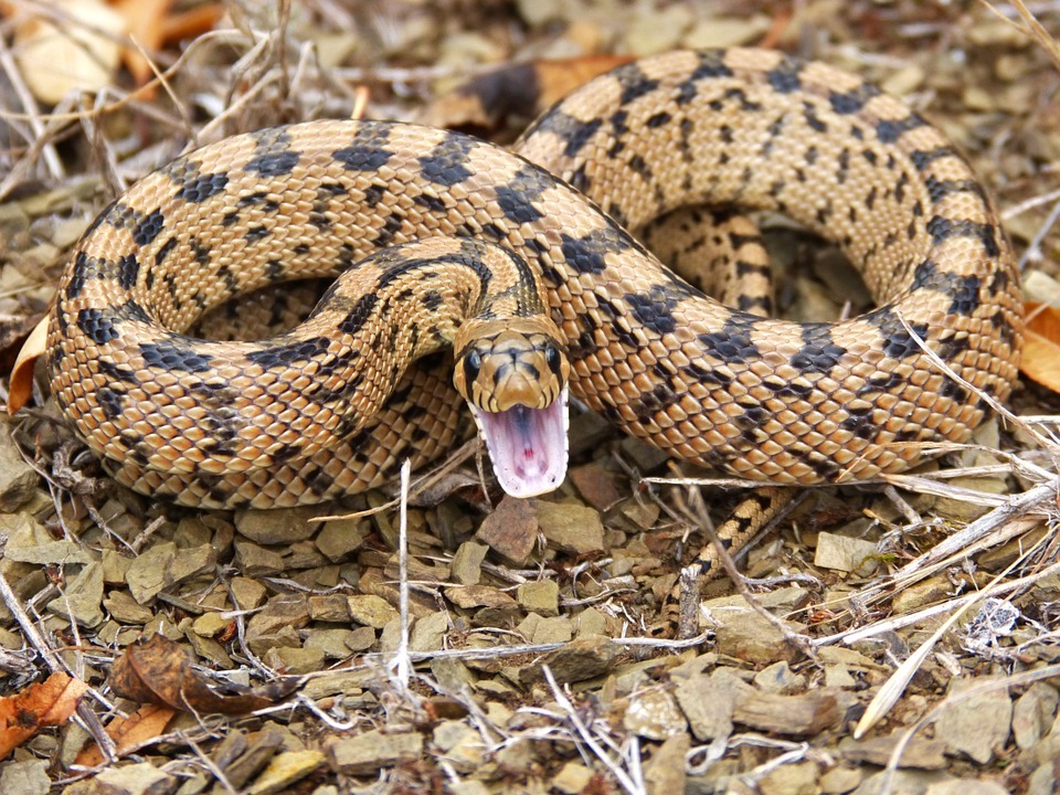 Est-ce que les serpents jarretières sont venimeux ?