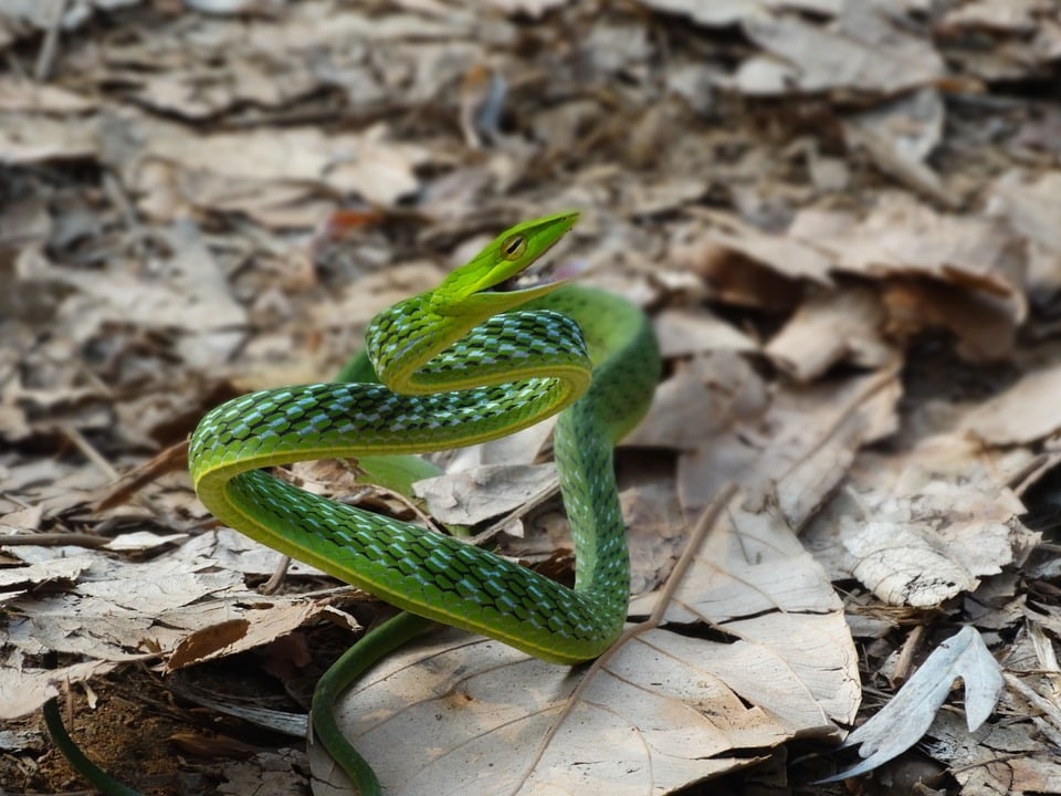 Les serpents de compagnie verts 