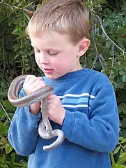 Quel est le tempérament d'un serpent boa rosé