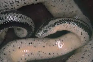 Quel est le tempérament d'un serpent boa rosé