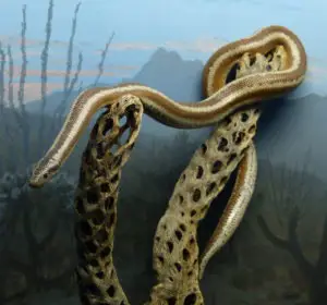 Quel est le tempérament d'un serpent boa rosé