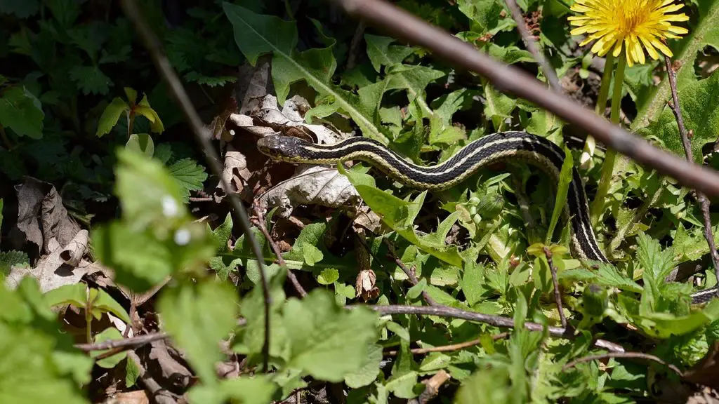 Comment se débarrasser d'un serpent jarretière !