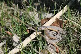 Comment se débarrasser d'un serpent jarretière !