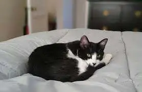 santé urinaire chat