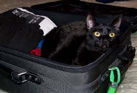 Ai-je besoin d'un certificat de voyage pour voler avec mon chat ? (certificat bonne sante chat avion)