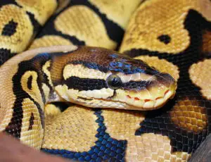 Types de Serpents de Compagnies Noirs et Jaunes