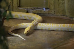serpent jaune