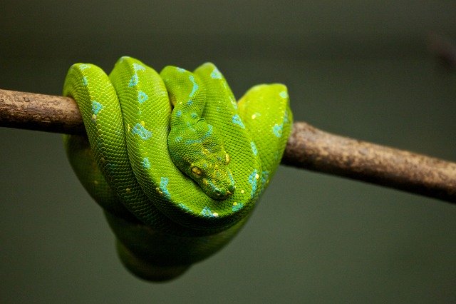 Python vert