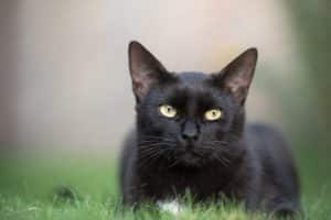 santé chat noir (chat noir santé)