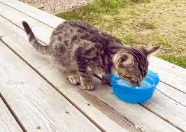 santé urinaire chat