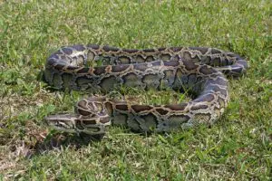 Python birman