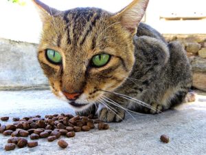 régime chat adulte(nutrition chat adulte)