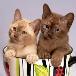 Nutrition chaton (nutrition chat 6 mois)