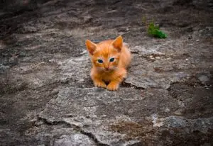 nutrition chaton( nutrition petit chat)