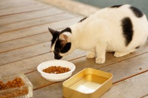 régime alimentaire pour chat (nutrition chat adulte)