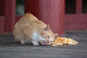 régime alimentaire chat sénior (nutrition chat senior)