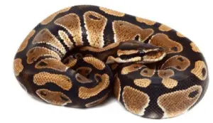 Phyton Royal