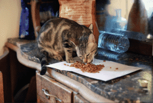 repas pour chat (bi nutrition chat quantité)