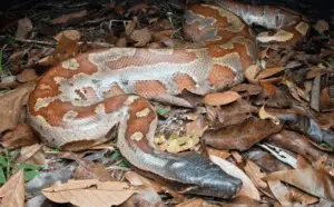 Python brongersmai