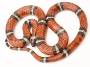 serpent-roi