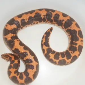 Boas des sables du Kenya