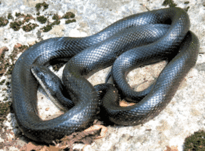 serpent ratier