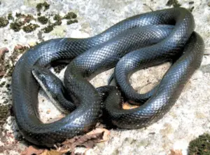 serpent ratier