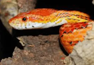 serpent des blés