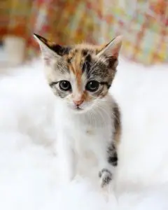 nourriture chaton(nutrition chat 6 mois)