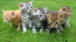 repas pour chat (bi nutrition chat quantité)