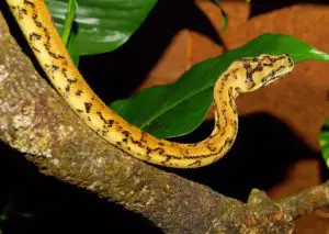 repas serpent