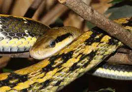 Types de Serpents de Compagnies Noirs et Jaunes
