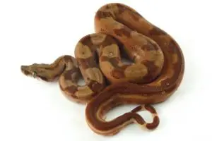 Votre premier serpent de compagnie
