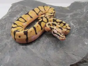 serpents de compagnies