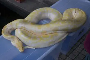 Votre premier serpent de compagnie