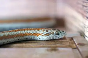 serpent de compagnie