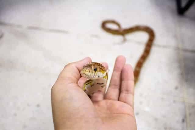 serpent des blés