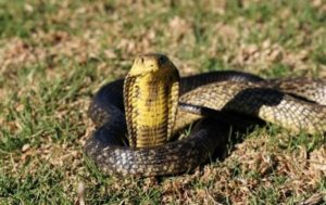 les Serpents les PLus Dangereux (top 20)