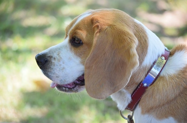 Quels sont les coûts liés à la possession d'un Beagle
