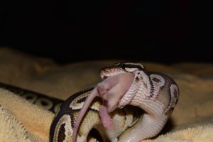 nourriture python (serpent python male ou femelle)