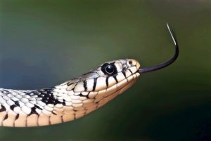 langue d'un serpent