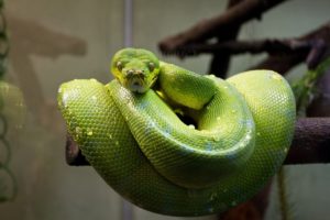 serpent python vert
