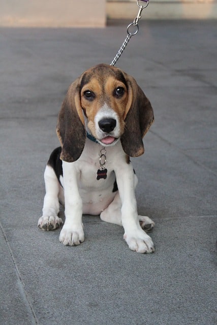 Comment trouver et acheter un chiot Beagle ?