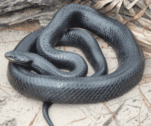 serpent le plus long